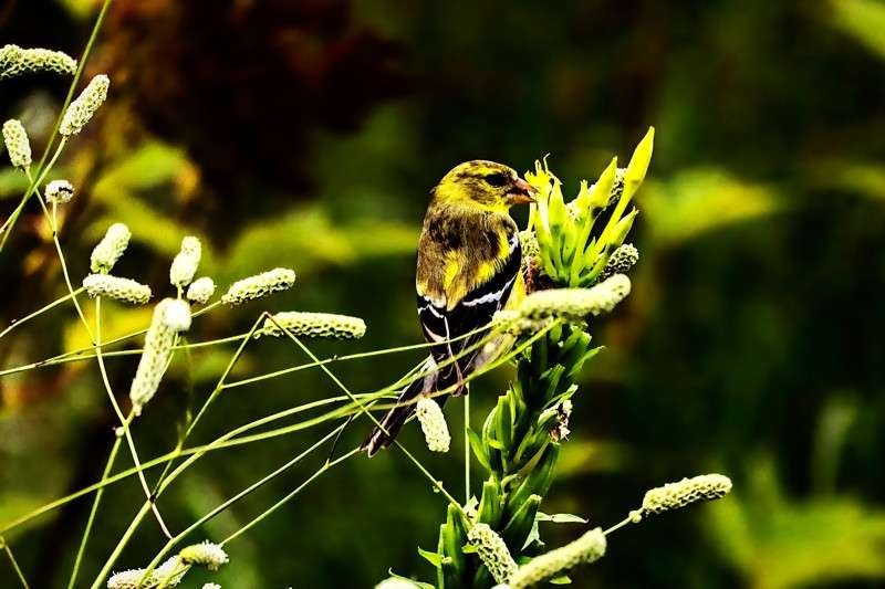Gold Finch- 01
